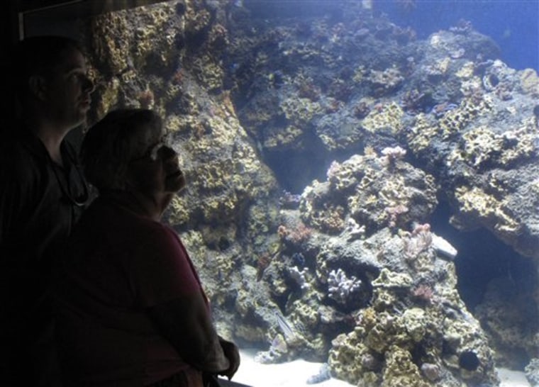 Robert Whitton, left, of Kaaawa, Hawaii and his mother Patricia Forrest, of Hauula, Hawaii, look at new marine life exhibit at the Waikiki Aquarium in Honolulu, Hawaii.The exhibit of rare coral and fish from the remote Papahanaumokuakea Marine National Monument is due to officially open on Aug. 18, 2011. 